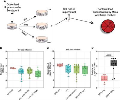 Intracellular survival of Streptococcus pneumoniae in human alveolar macrophages is augmented with HIV infection